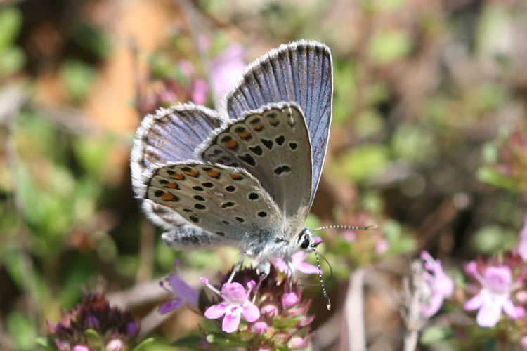 Plebejus trappi: Bild 11