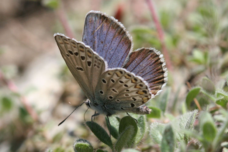 Plebejus trappi: Bild 14