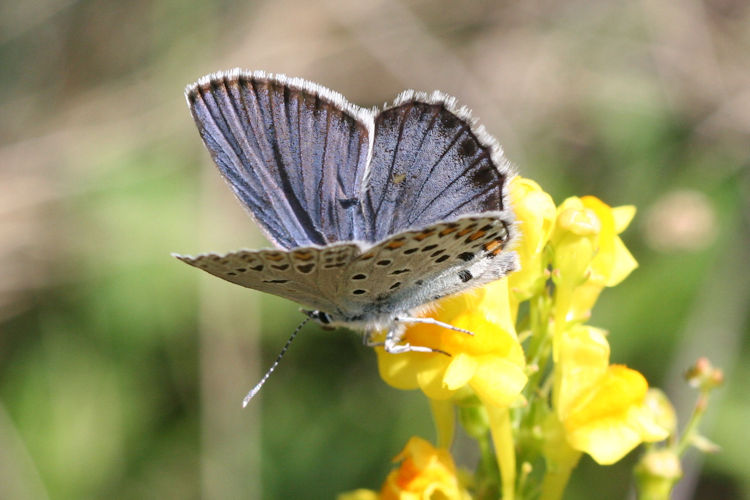 Plebejus trappi: Bild 2