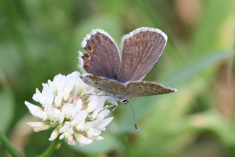 Plebejus idas: Bild 12