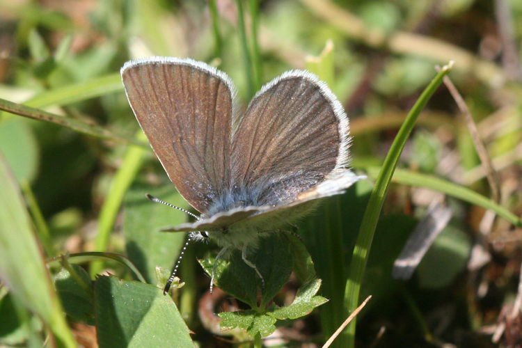 Plebejus idas: Bild 13