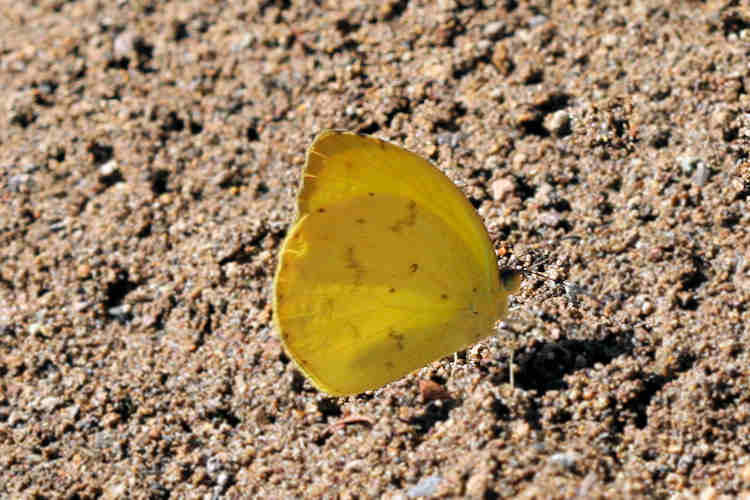 Eurema dina westwoodi: Bild 4