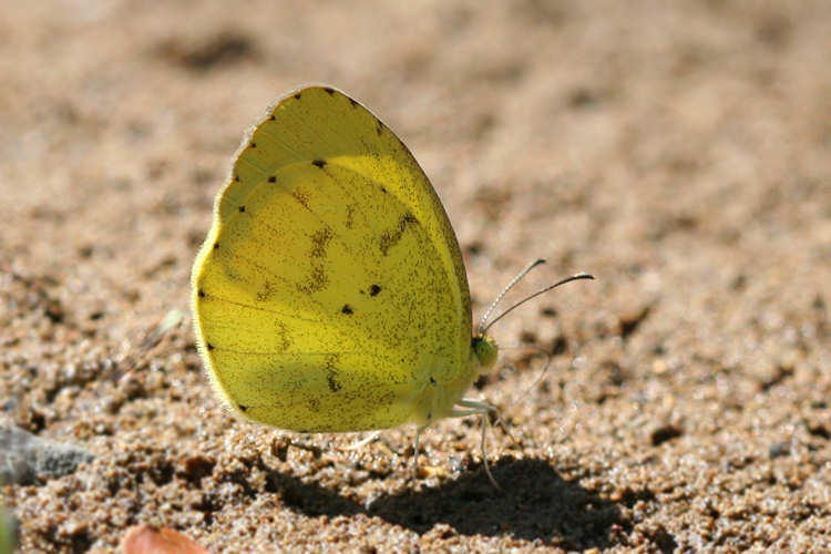 Eurema nise: Bild 2