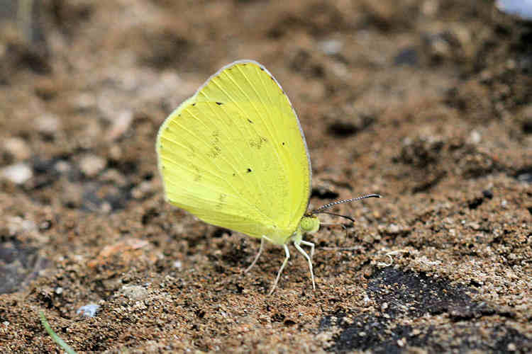 Eurema nise: Bild 3