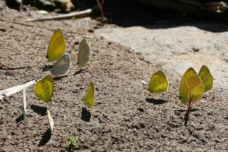 Eurema nise: Bild 6