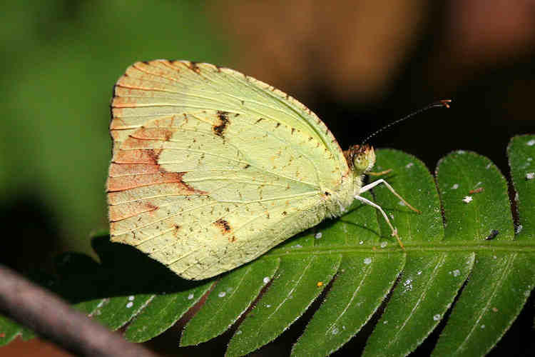 Eurema boisduvaliana: Bild 1