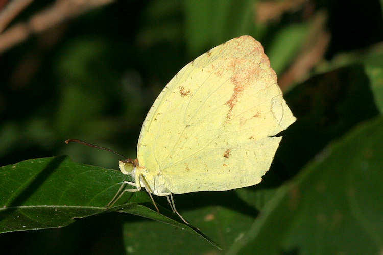 Eurema boisduvaliana: Bild 3