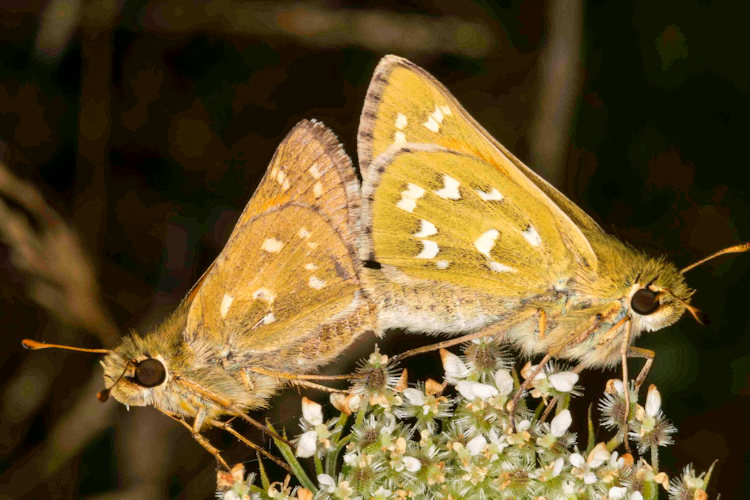 Hesperia comma: Bild 8