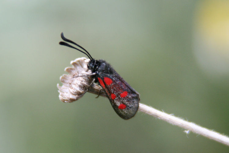 Zygaena corsica: Bild 1