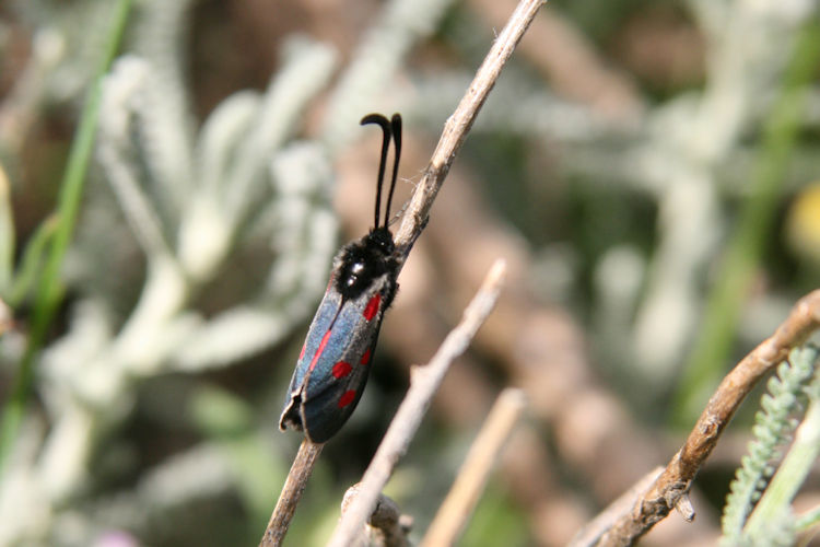 Zygaena corsica: Bild 2