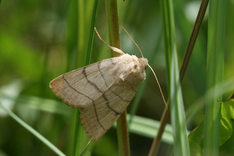 Charanyca trigrammica: Bild 5