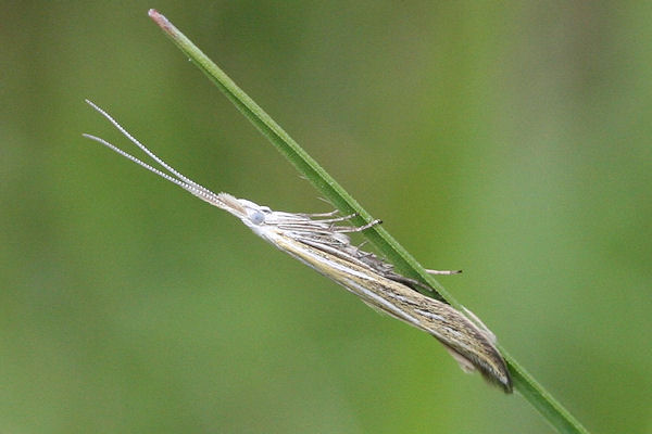 Coleophora ornatipennella: Bild 1