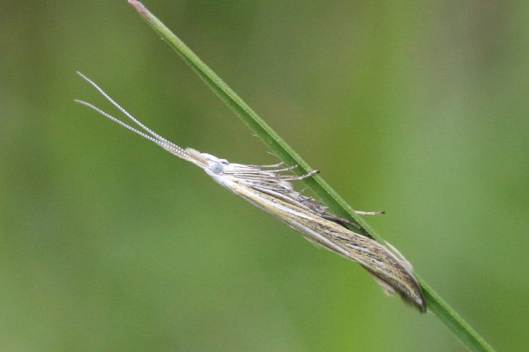 Coleophora ornatipennella: Bild 1