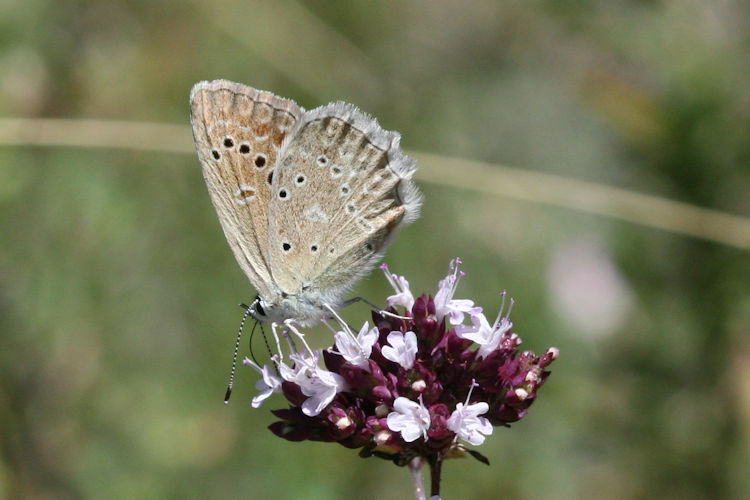 Polyommatus daphnis: Bild 9