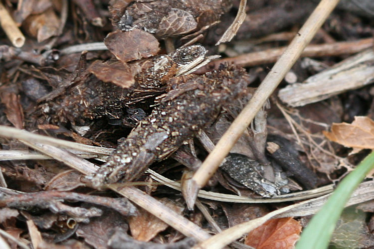 Ptilocephala plumifera: Bild 2