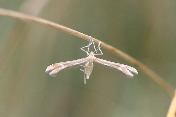 Marasmarcha oxydactylus: Bild 1