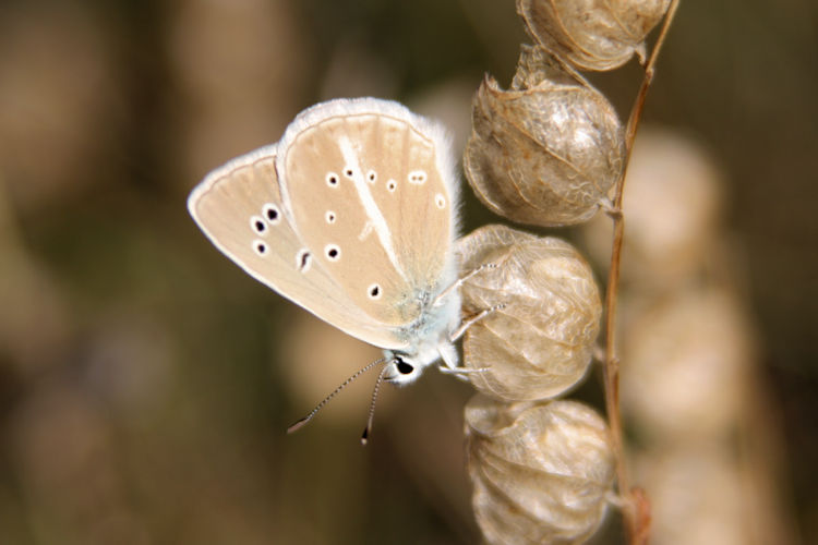 Polyommatus dolus: Bild 1