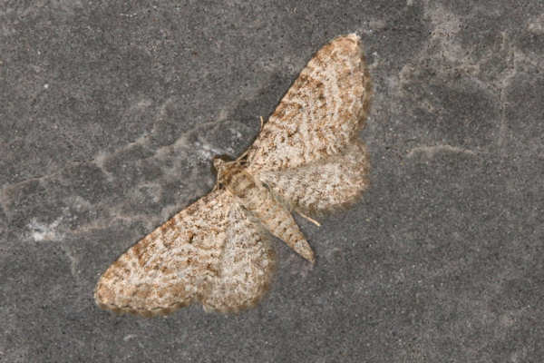 Eupithecia cuculliaria: Bild 6