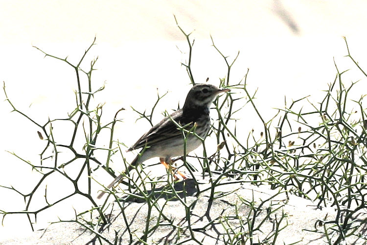 Anthus berthelotii: Bild 4