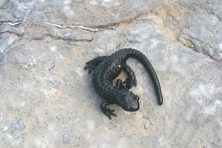 Salamandra atra: Bild 1