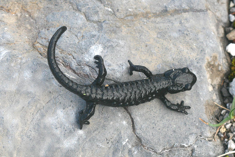 Salamandra atra: Bild 3
