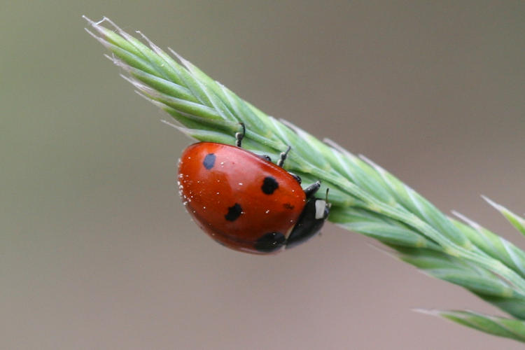 Coccinella septempunctata: Bild 1