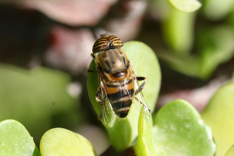 Eristalinus taeniops: Bild 1