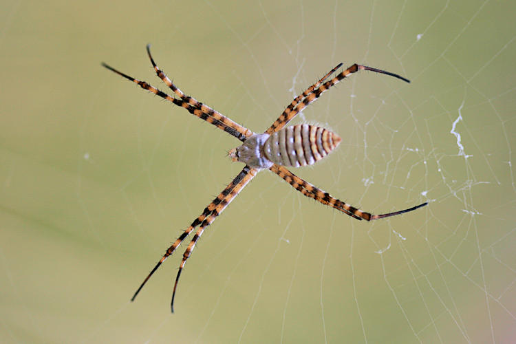 Argiope trifasciata: Bild 1