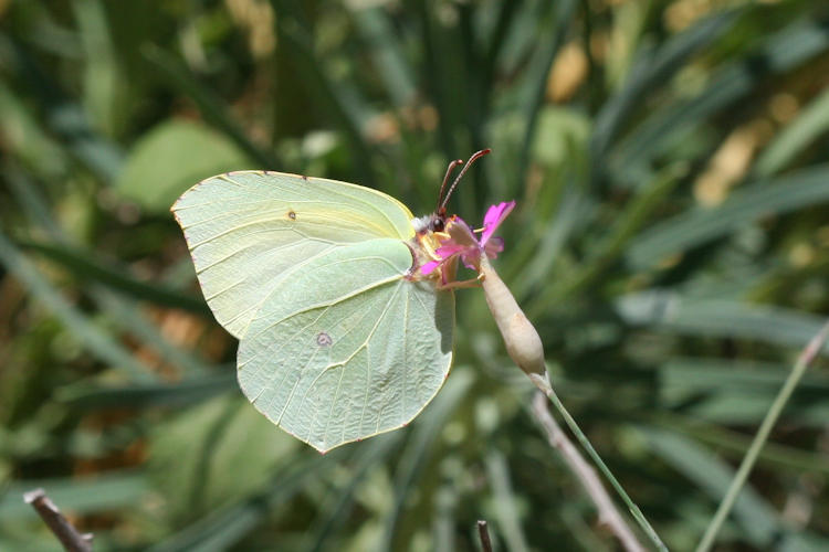 Gonepteryx cleopatra citrina: Bild 6