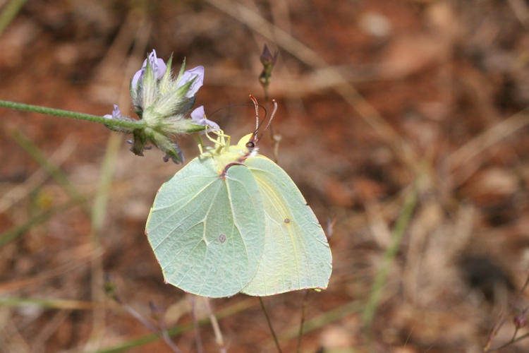 Gonepteryx cleopatra citrina: Bild 7