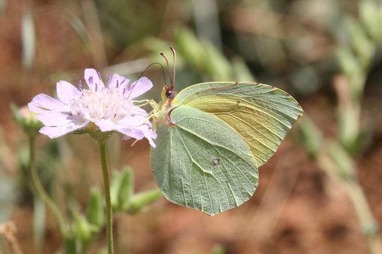 Gonepteryx cleopatra citrina: Bild 8