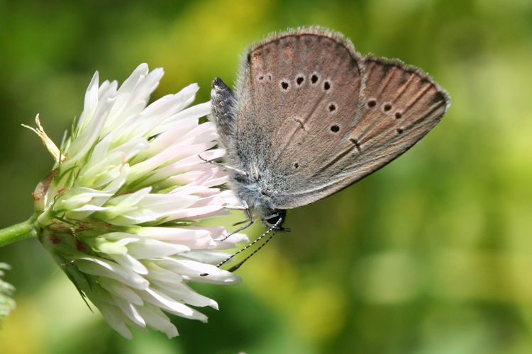 Cyaniris semiargus parnassia: Bild 15