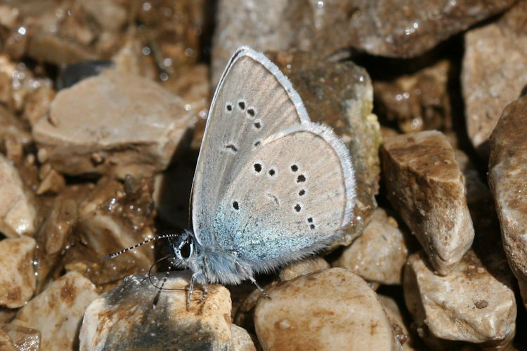 Cyaniris semiargus parnassia: Bild 12