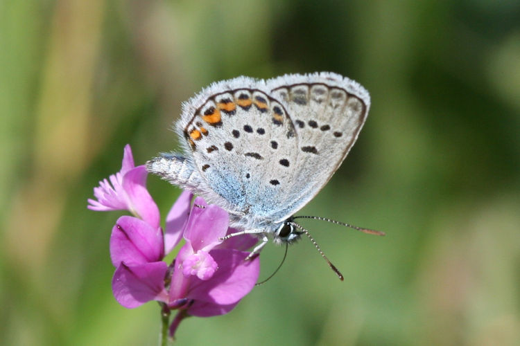 Plebejus argus: Bild 40