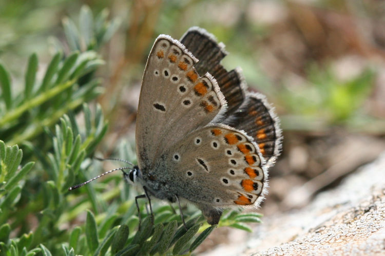 Plebejus argyrognomon: Bild 26