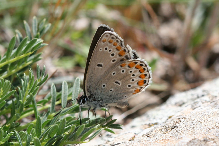 Plebejus argyrognomon: Bild 27