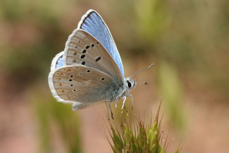 Polyommatus dorylas: Bild 22