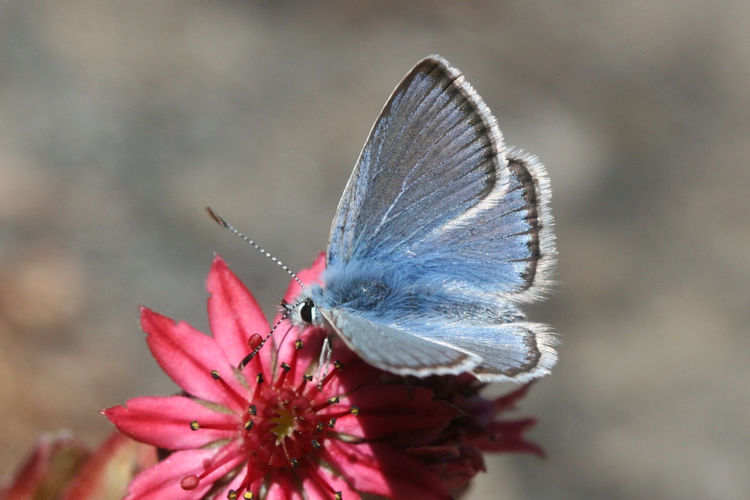 Polyommatus eros: Bild 6