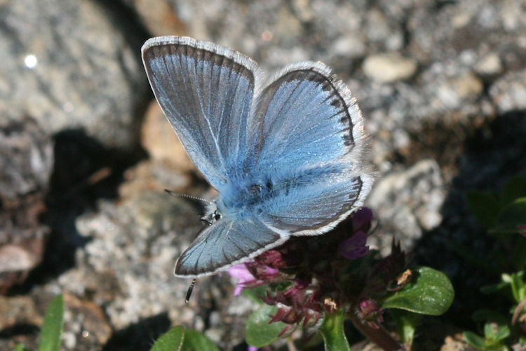 Polyommatus eros: Bild 8