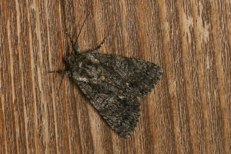 Acronicta rumicis: Bild 9