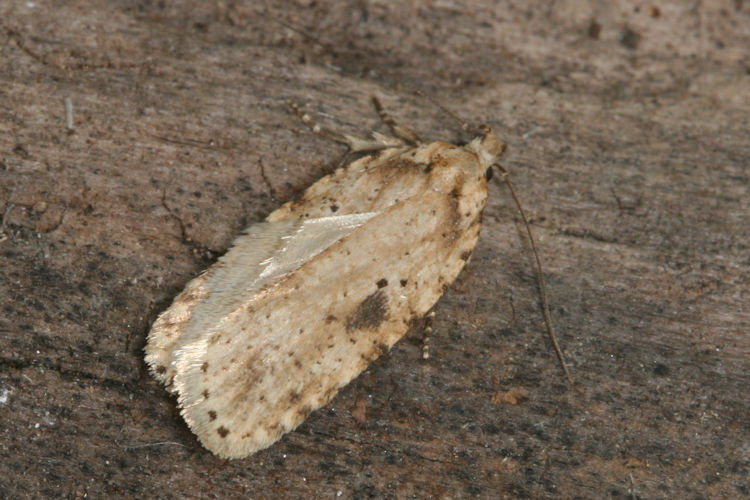 Agonopterix arenella: Bild 3