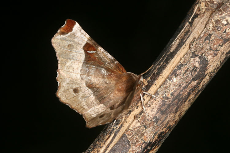 Selenia tetralunaria: Bild 3