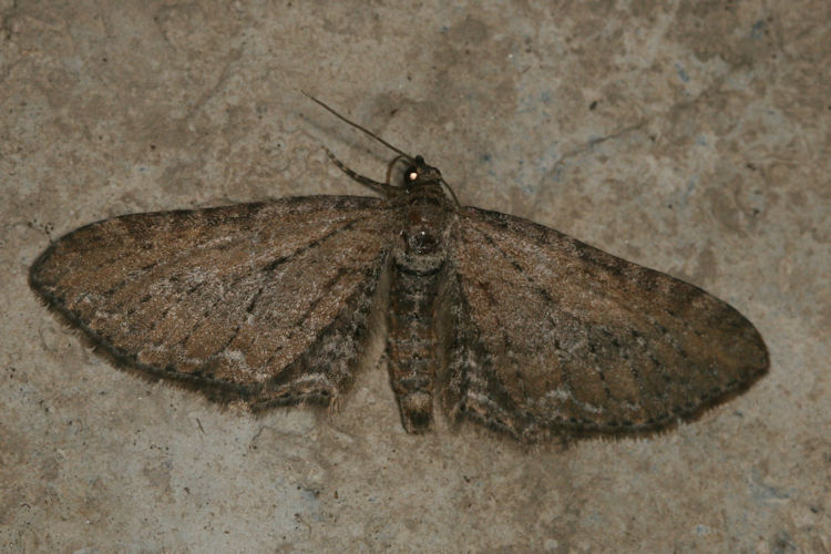 Eupithecia vulgata: Bild 15