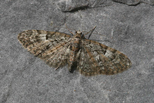 Eupithecia dodoneata: Bild 19