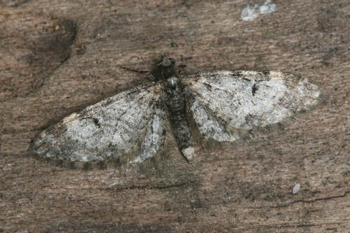 Eupithecia irriguata: Bild 20