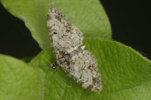 Eupithecia irriguata: Bild 23