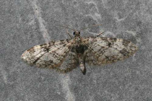 Eupithecia irriguata: Bild 24