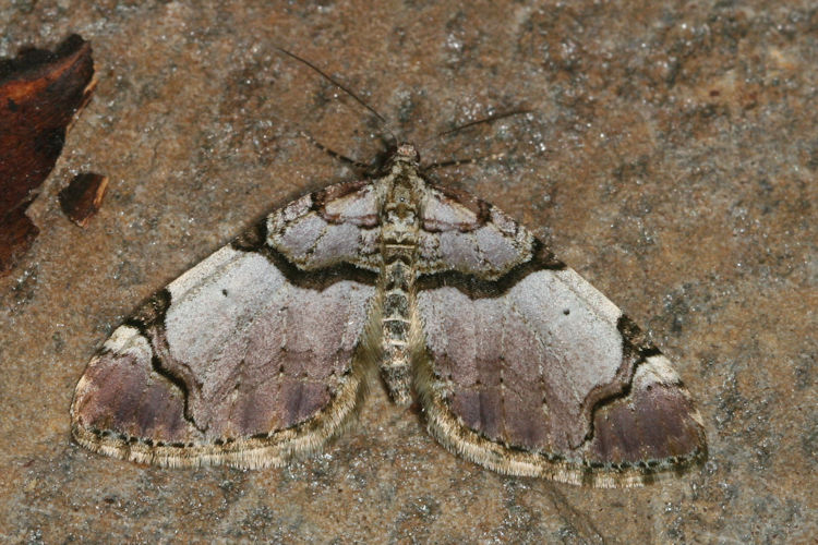 Anticlea derivata: Bild 5