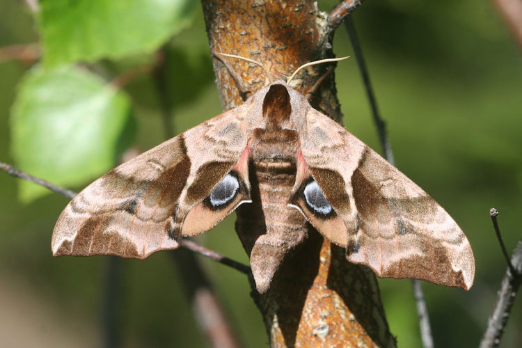 Smerinthus ocellata: Bild 4