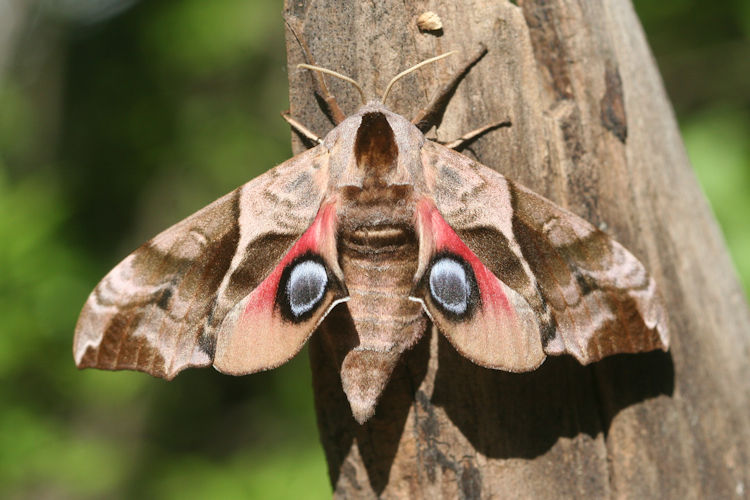 Smerinthus ocellata: Bild 2